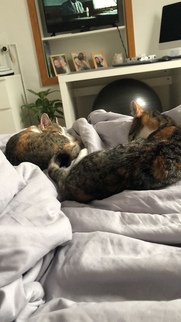 2 Glückskatzen mit Kratzbaum und Co.