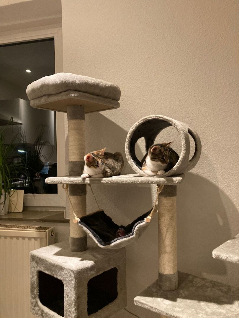 2 Glückskatzen mit Kratzbaum und Co.