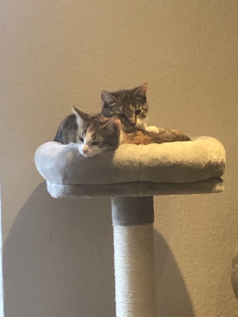 2 Glückskatzen mit Kratzbaum und Co.