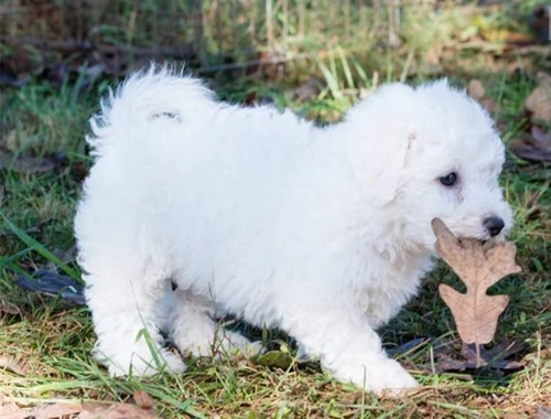 MINI Toy Bichon Frise welpen . vcx