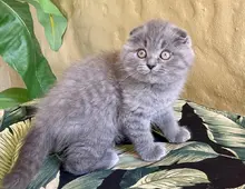 Süße Scottish Fold-Kätzchen zu verkaufen