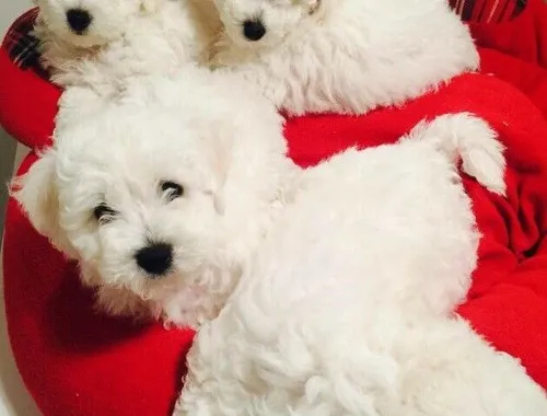 MINI Toy Bichon Frise welpen