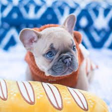 französische Bulldoggen Welpen