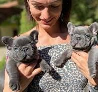 französische Bulldoggen Welpen