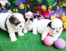 Wunderschöne Shih Tzu Welpen ,