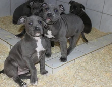 American Pitbull Terrier blueline , xvzx