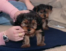 S?sse Mini Yorkshire Terrier Welpen .