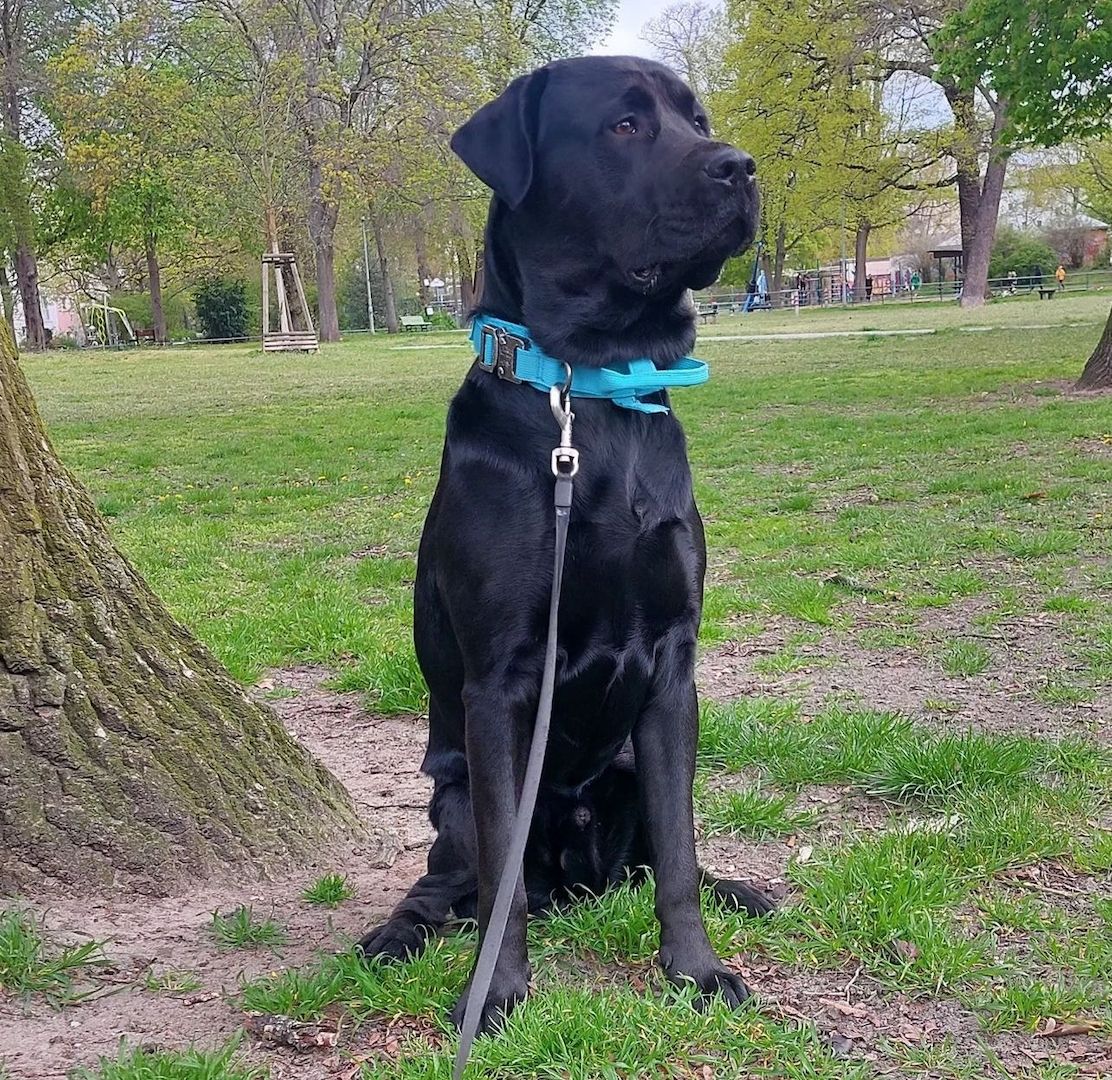 Labrador Rüde sucht ein neues Zuhause