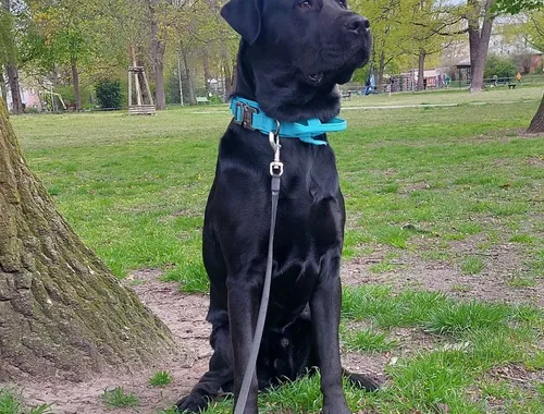 Labrador Rüde sucht ein neues Zuhause