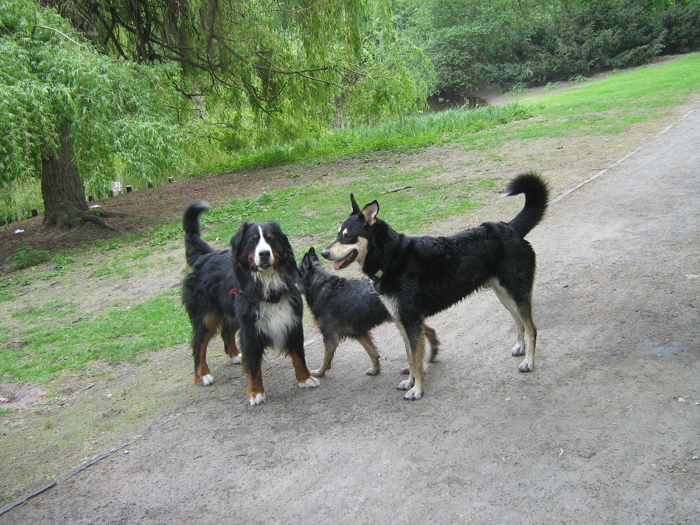 rentner sucht pflegehund oder eventuel einem freundlichen hund festes zuhause für immer geben?