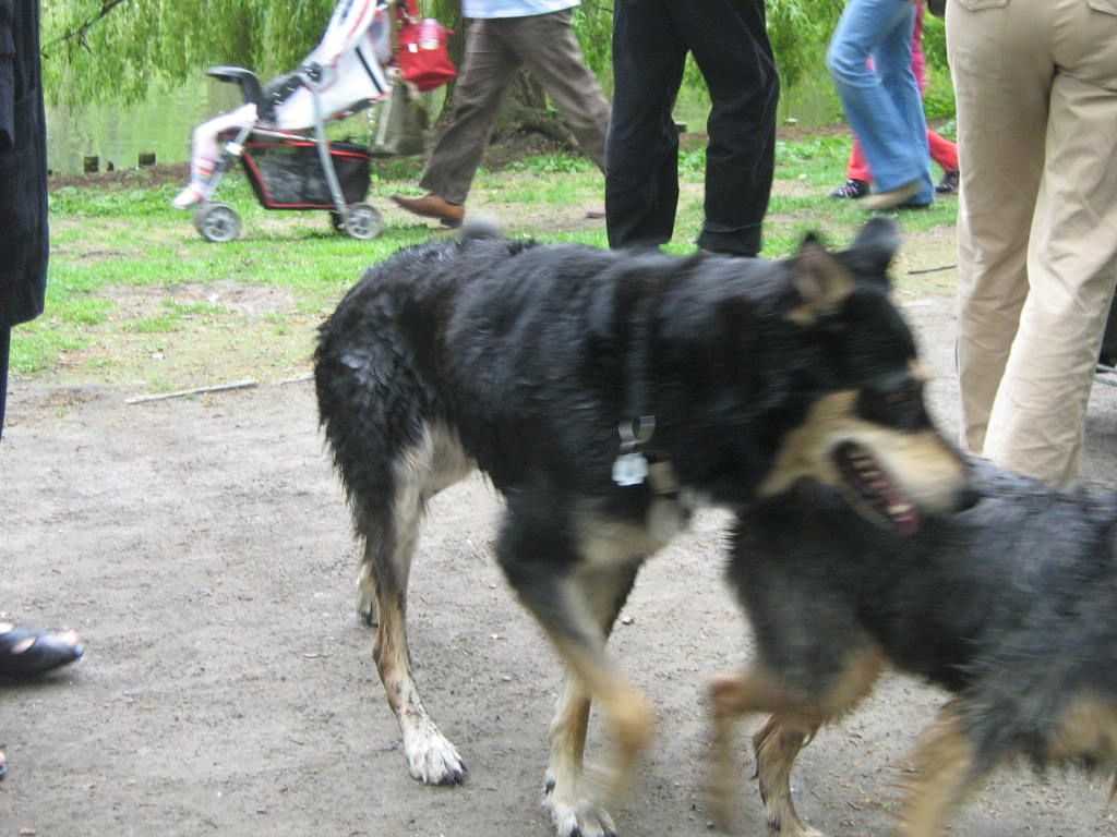 rentner sucht pflegehund oder eventuel einem freundlichen hund festes zuhause für immer geben?