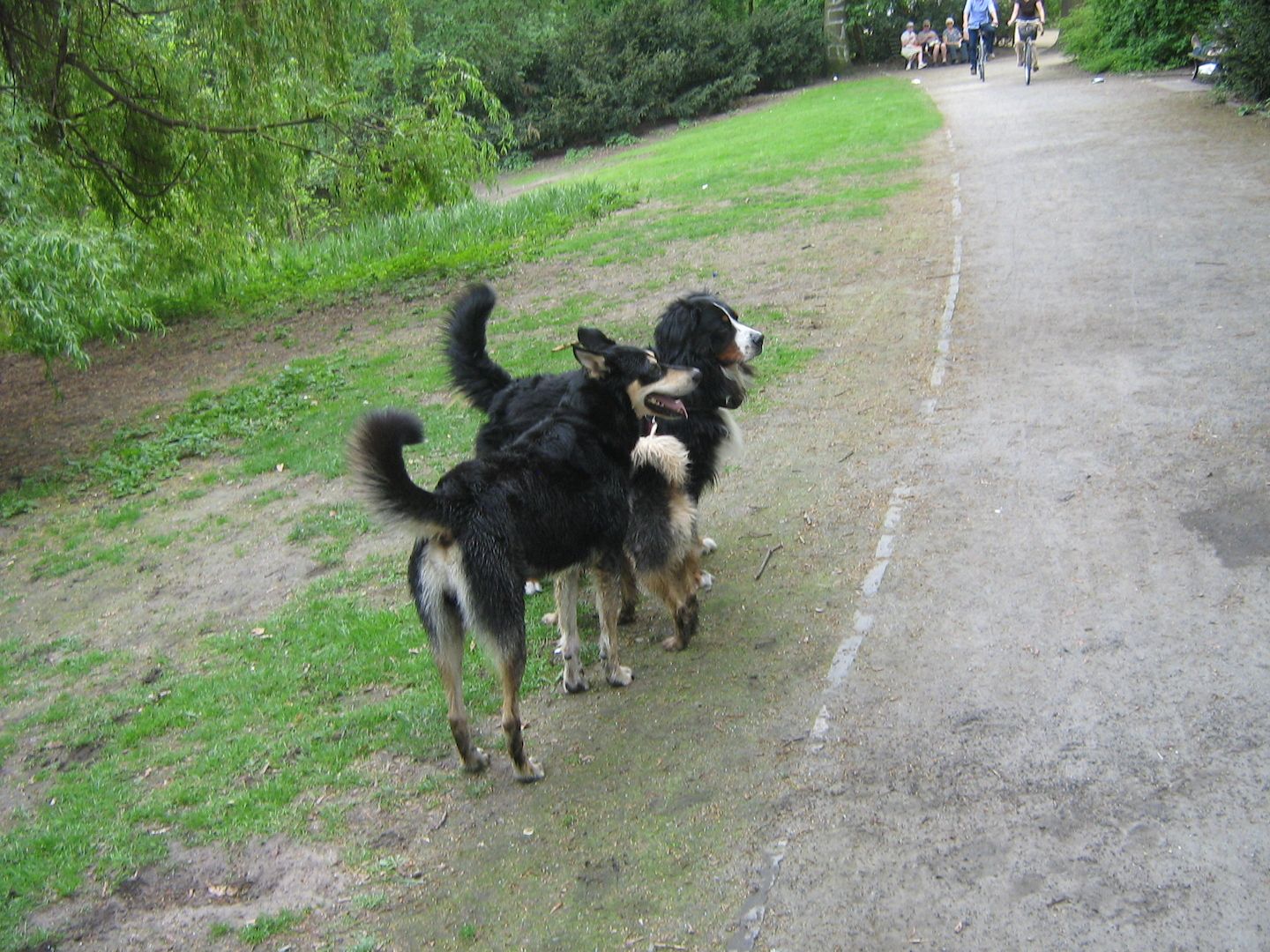 rentner sucht pflegehund oder eventuel einem freundlichen hund festes zuhause für immer geben?