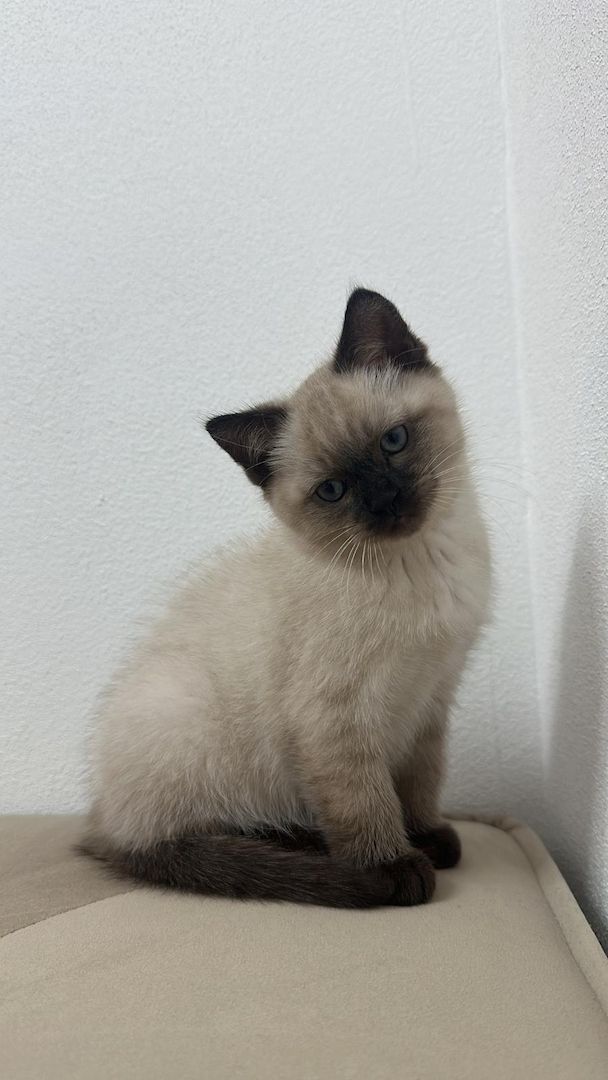 Bkh kitten mix Bkh kitten mix