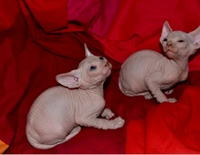 Sphynx-Kätzchen jetzt erhältlich . ,.