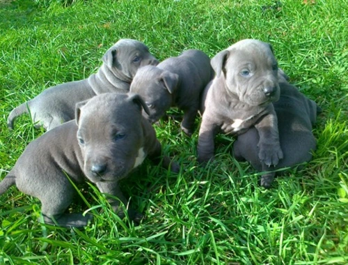 Erhältlich American Welpen Blue-Line Pit Bull Terrier . ,.