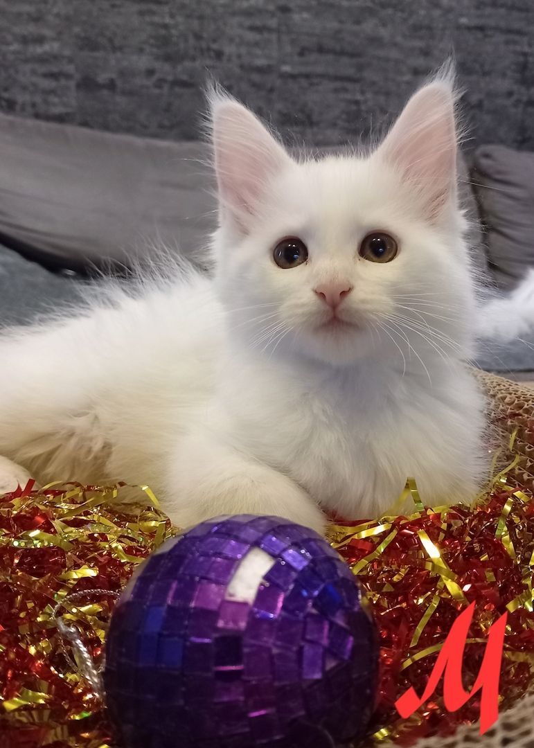 Reinrassige Maincoon Kitten