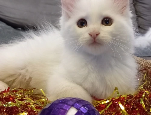 Reinrassige Maincoon Kitten