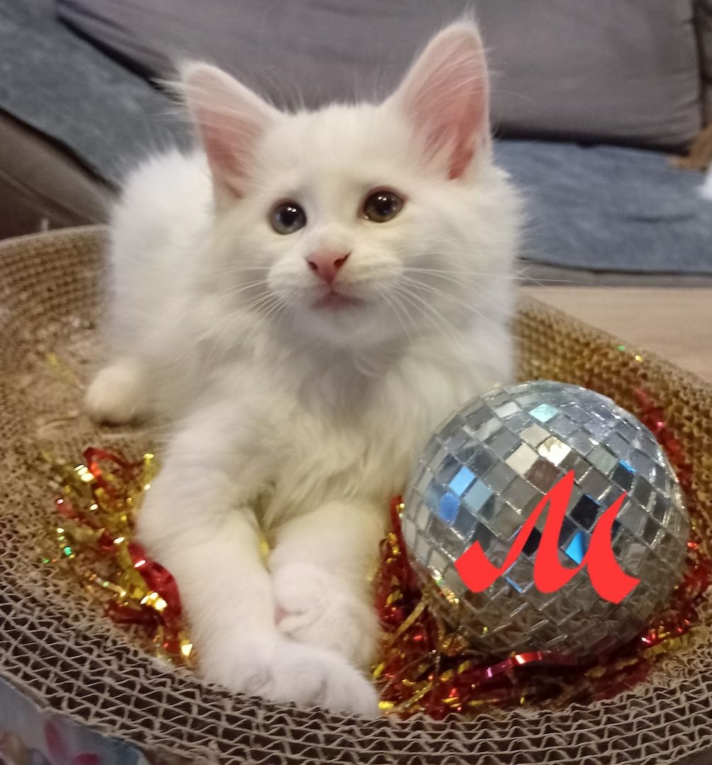 Reinrassige Maincoon Kitten