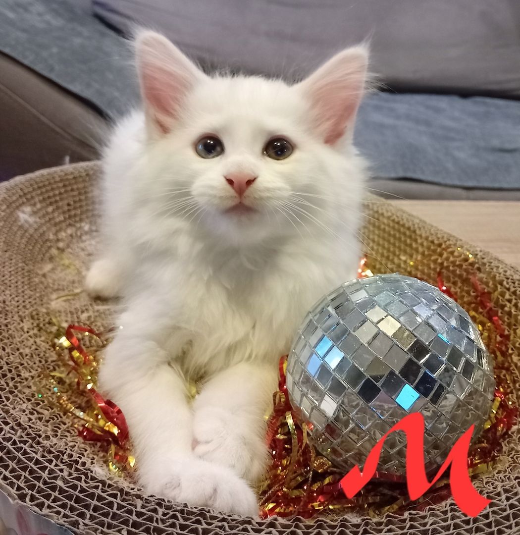 Reinrassige Maincoon Kitten