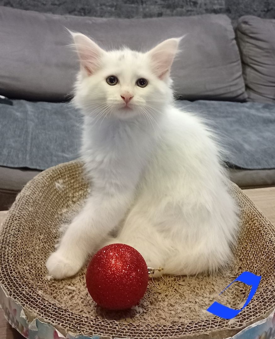 Reinrassige Maincoon Kitten