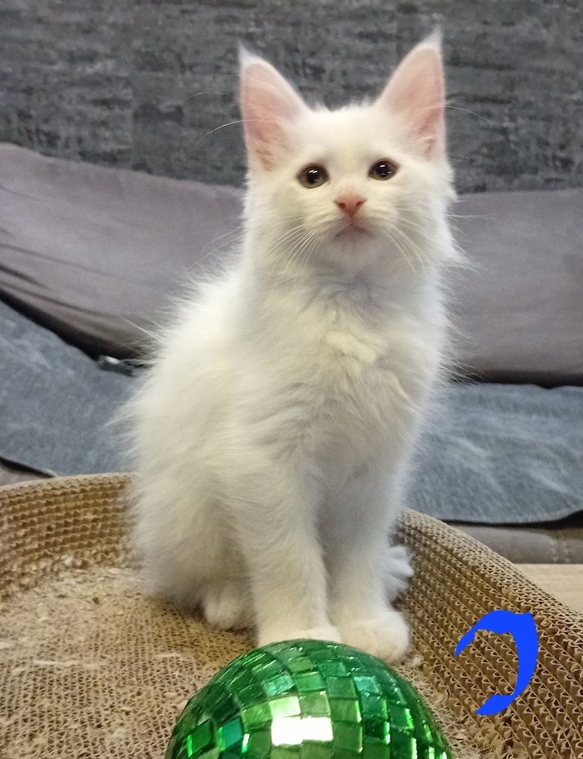 Reinrassige Maincoon Kitten