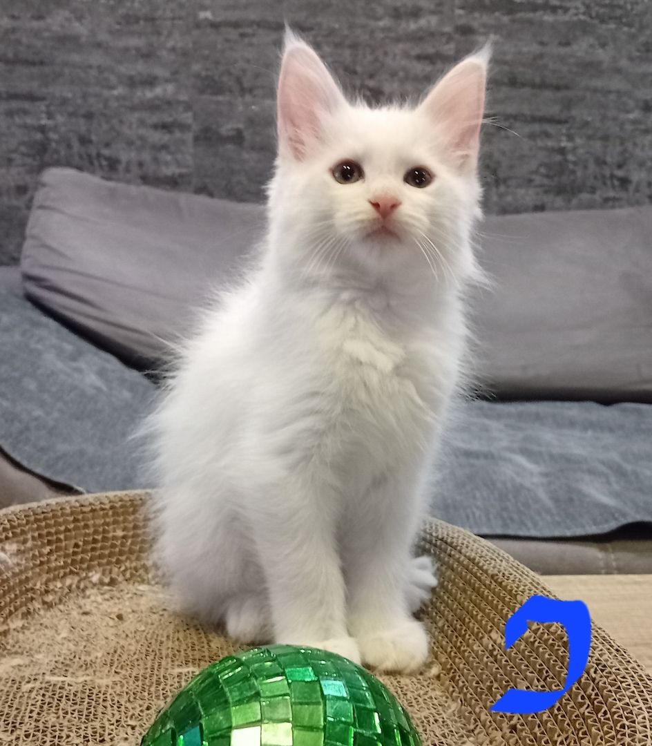 Reinrassige Maincoon Kitten