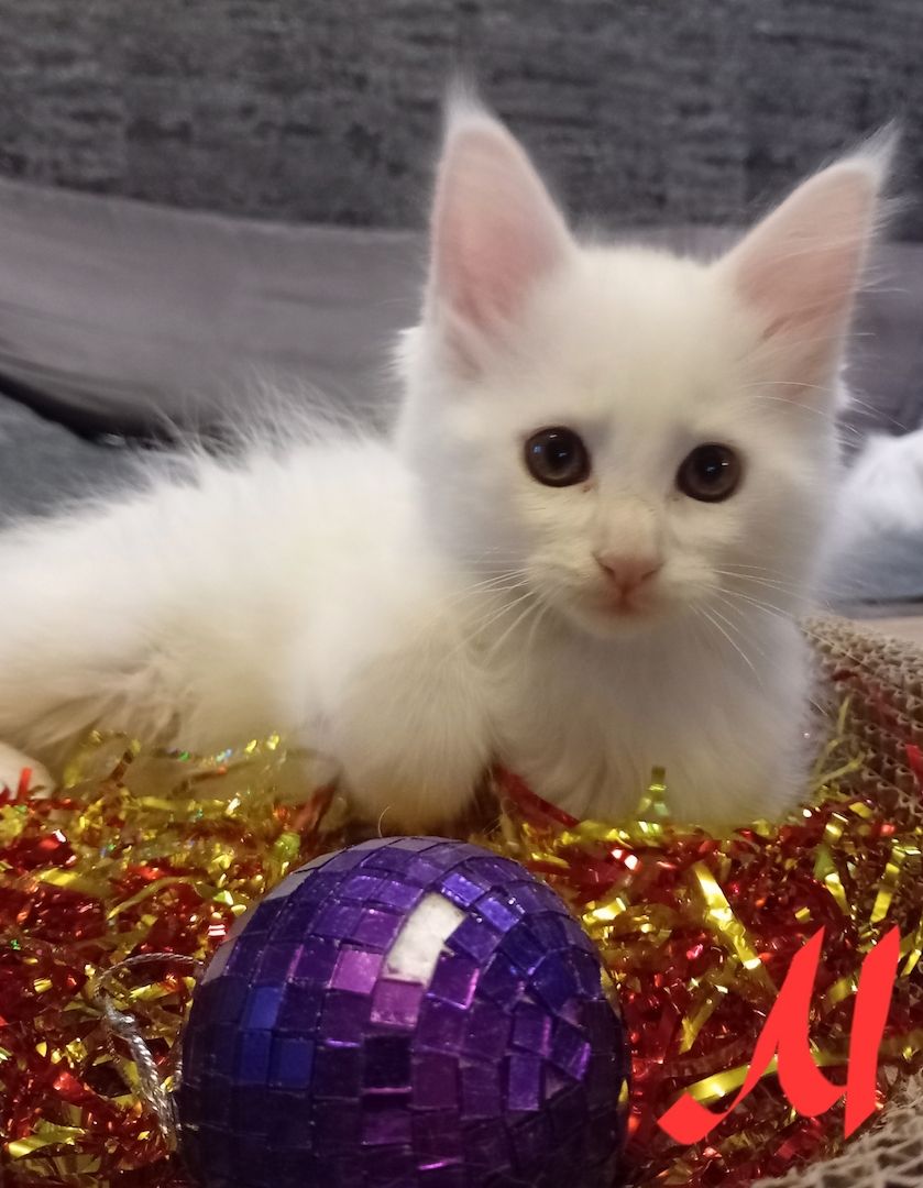 Reinrassige Maincoon Kitten