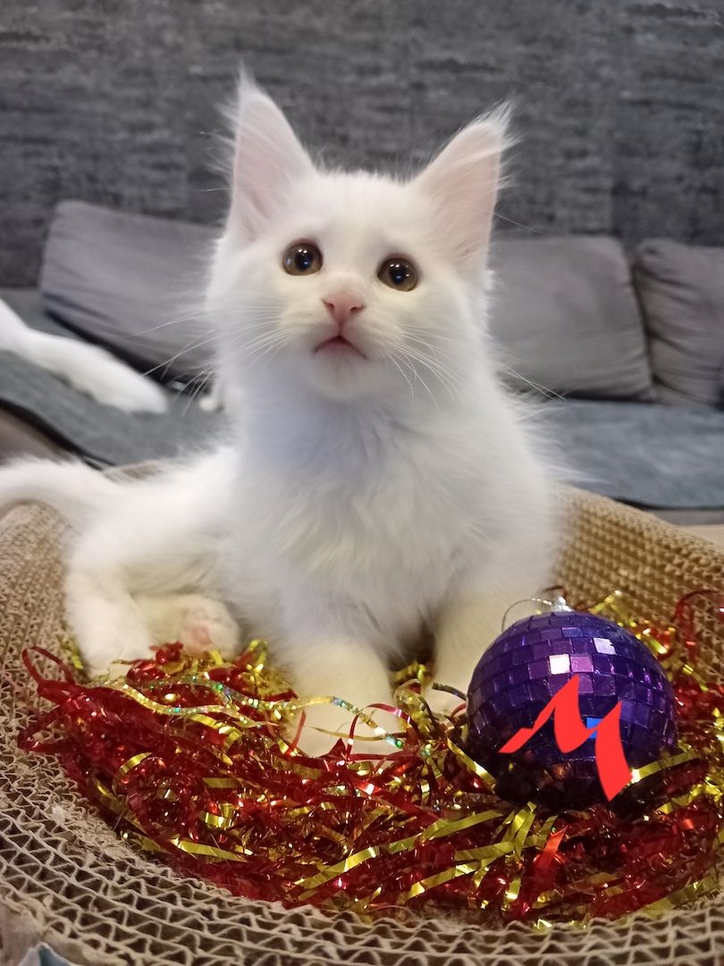 Reinrassige Maincoon Kitten