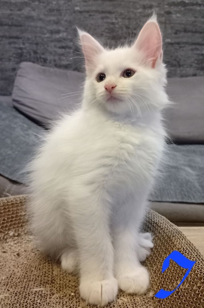 Reinrassige Maincoon Kitten