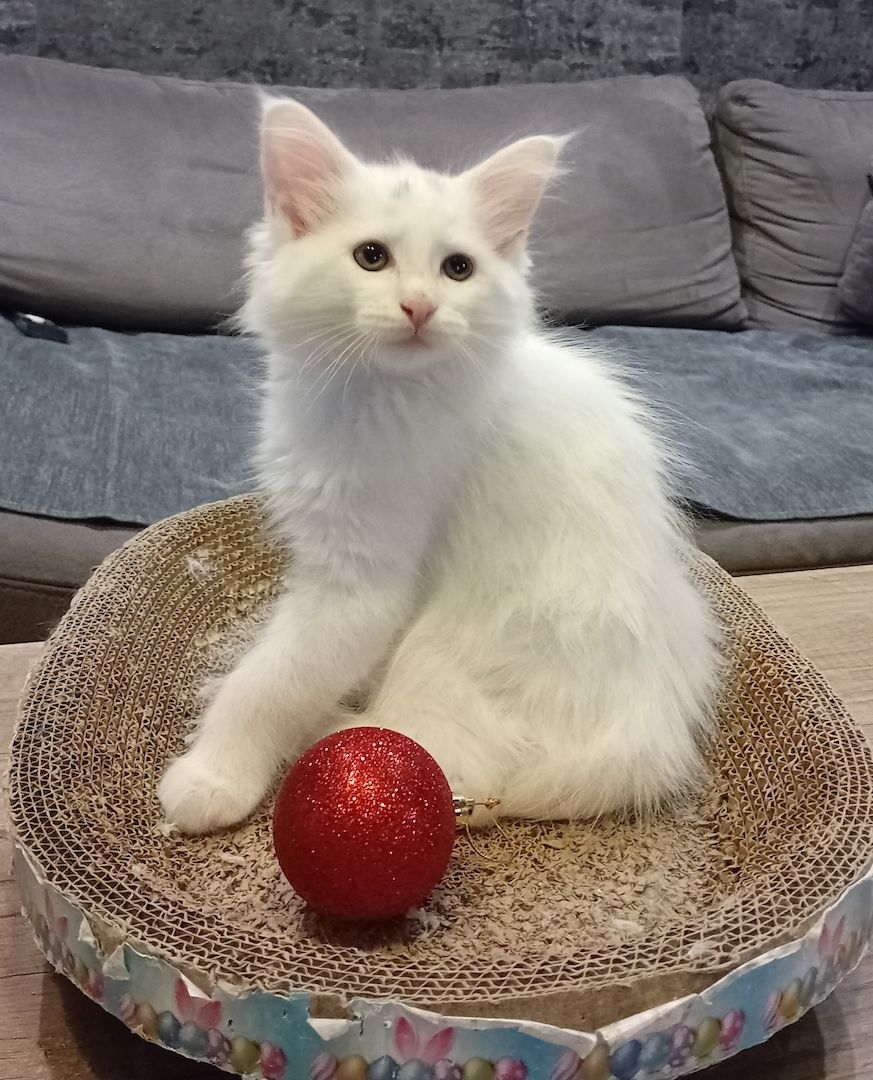 Reinrassige Maincoon Kitten