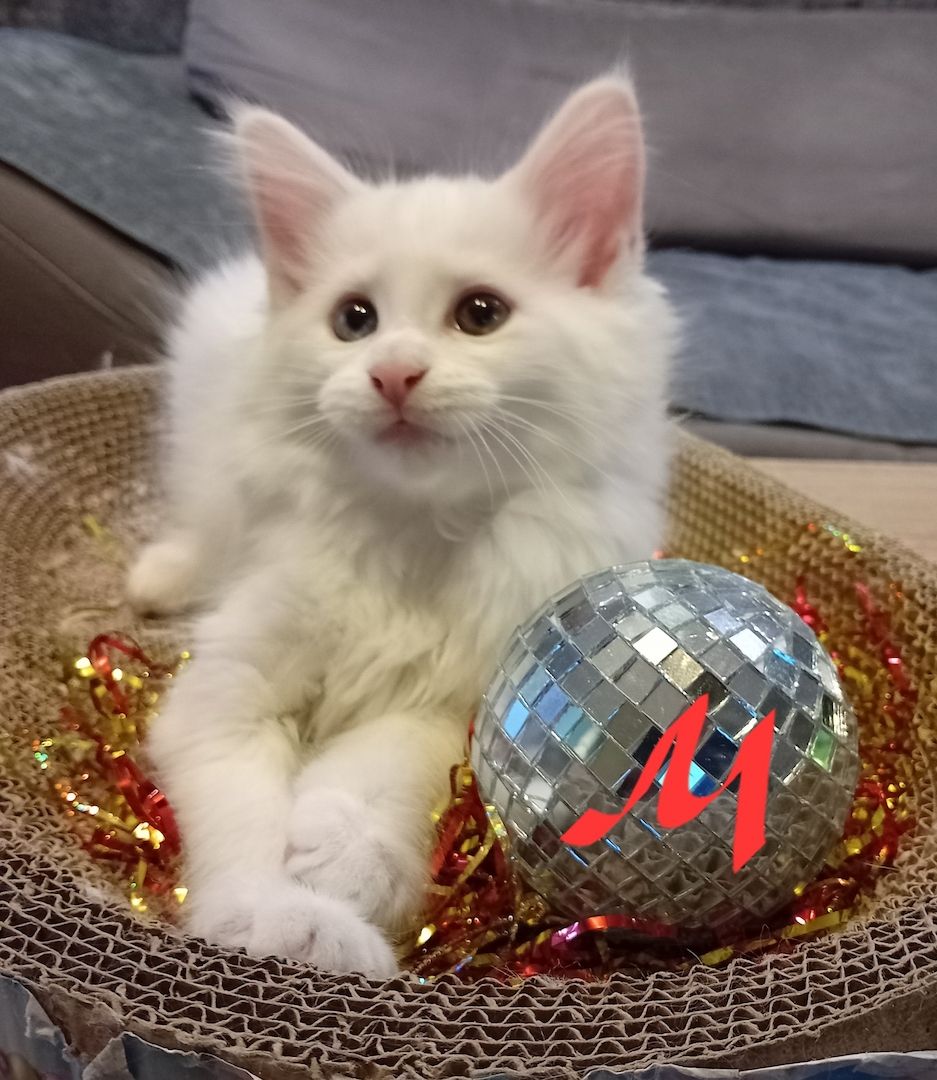 Reinrassige Maincoon Kitten