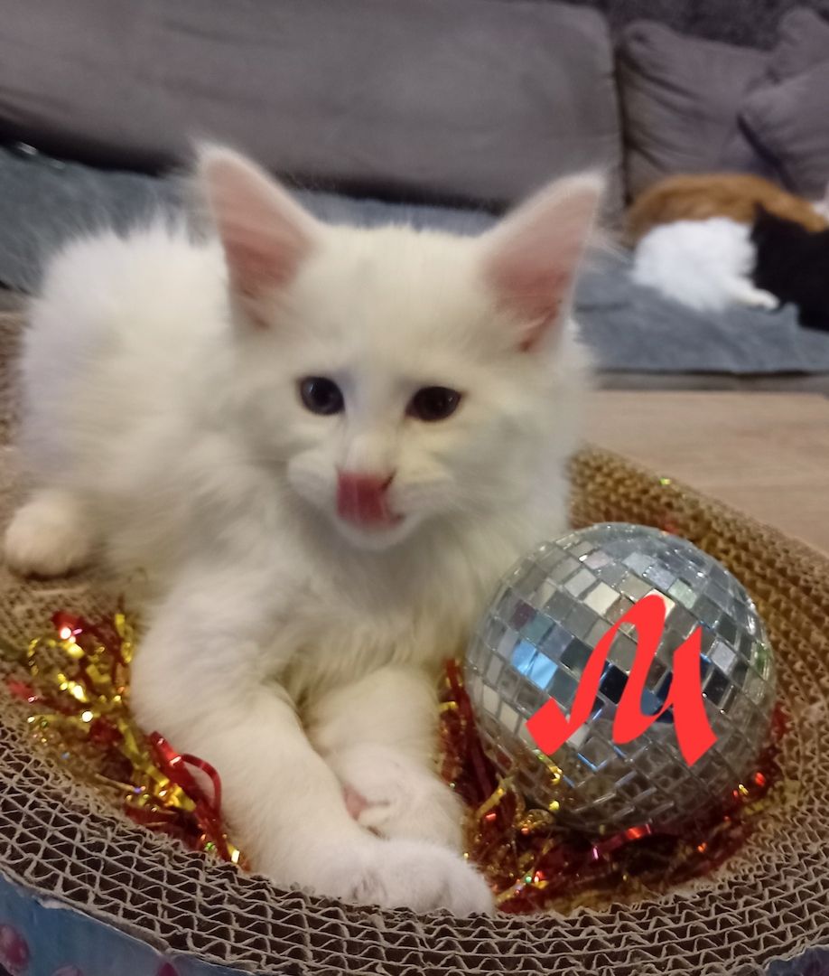 Reinrassige Maincoon Kitten