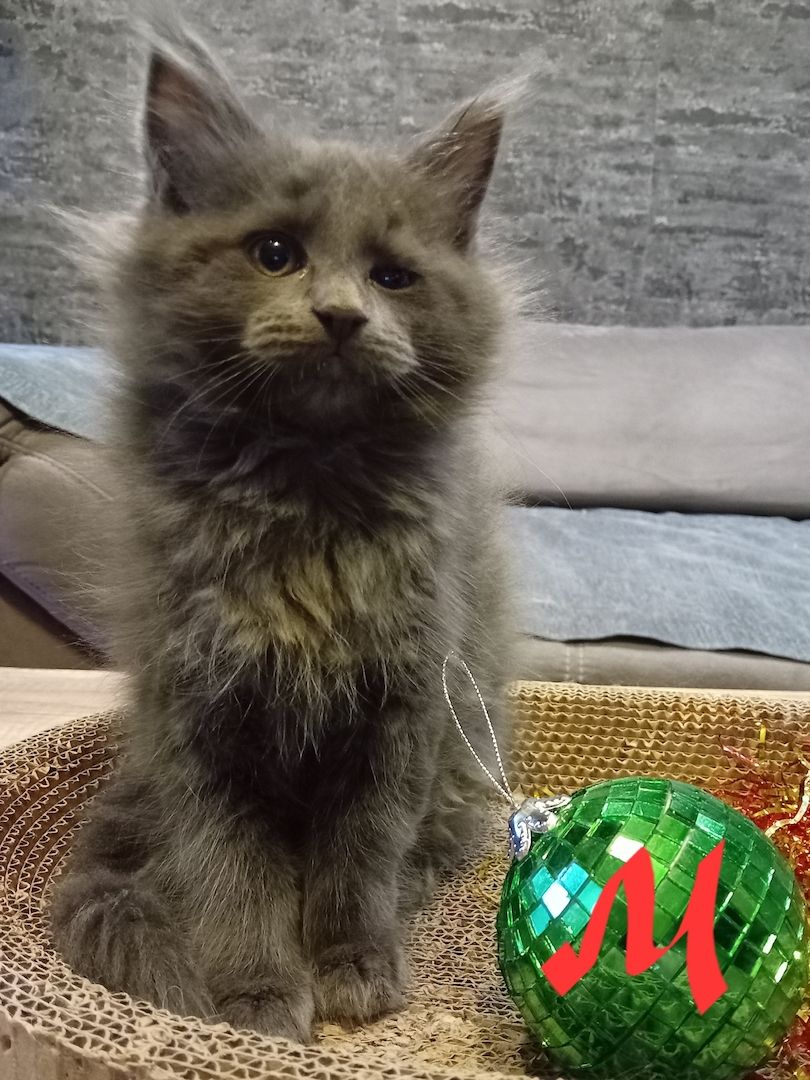 Reinrassige Maincoon Kitten