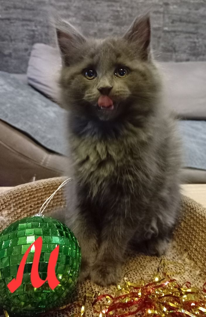Reinrassige Maincoon Kitten