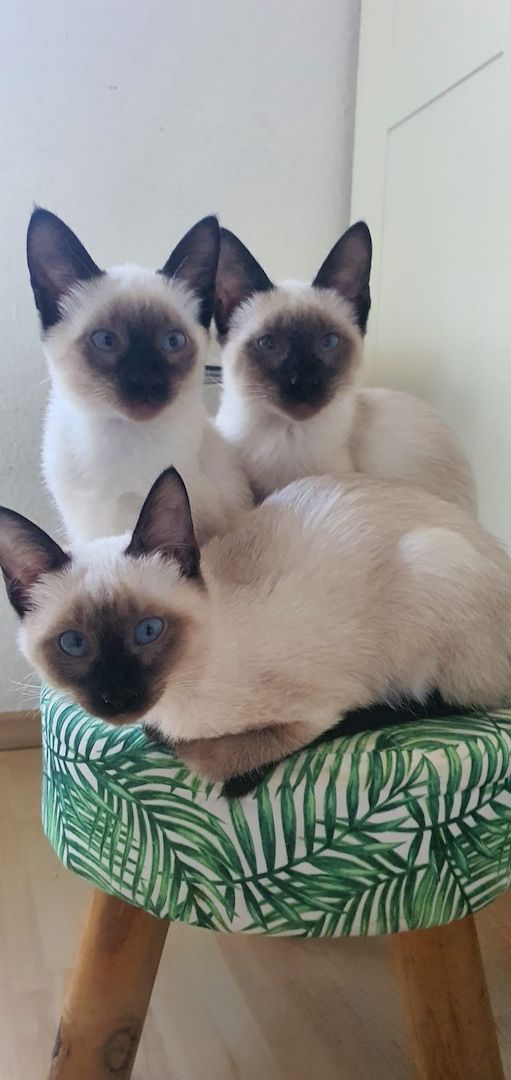 Süße Siams - Kitten mit 5 Monaten abzugeben