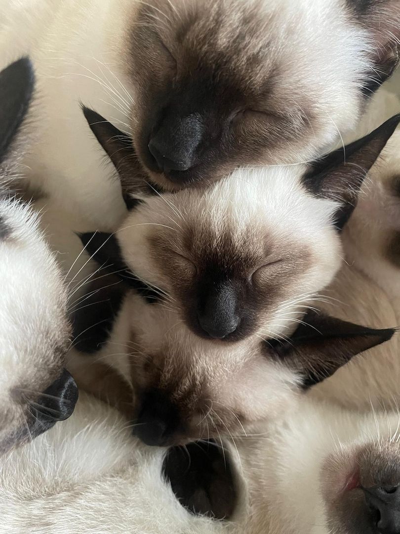 Süße Siams - Kitten mit 5 Monaten abzugeben