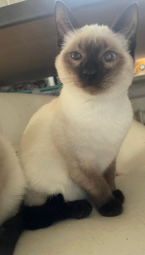 Süße Siams - Kitten mit 5 Monaten abzugeben