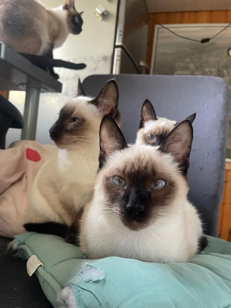 Süße Siams - Kitten mit 5 Monaten abzugeben