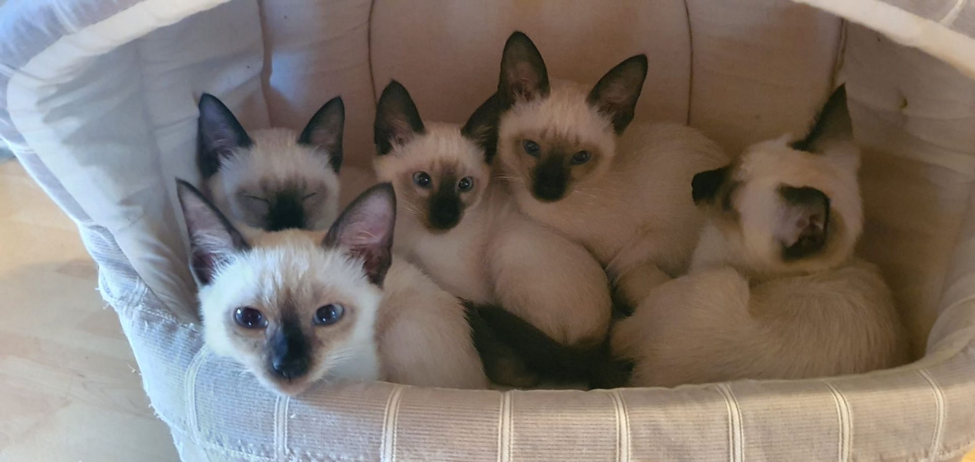 Süße Siams - Kitten mit 5 Monaten abzugeben