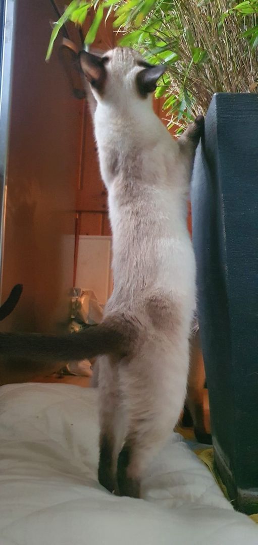 Süße Siams - Kitten mit 5 Monaten abzugeben