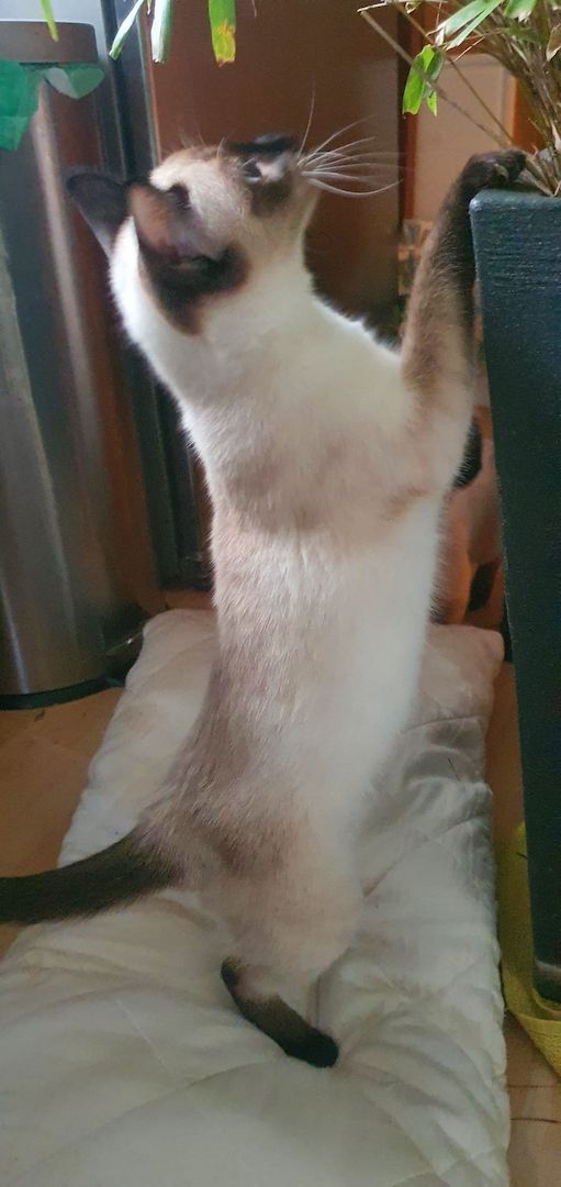 Süße Siams - Kitten mit 5 Monaten abzugeben