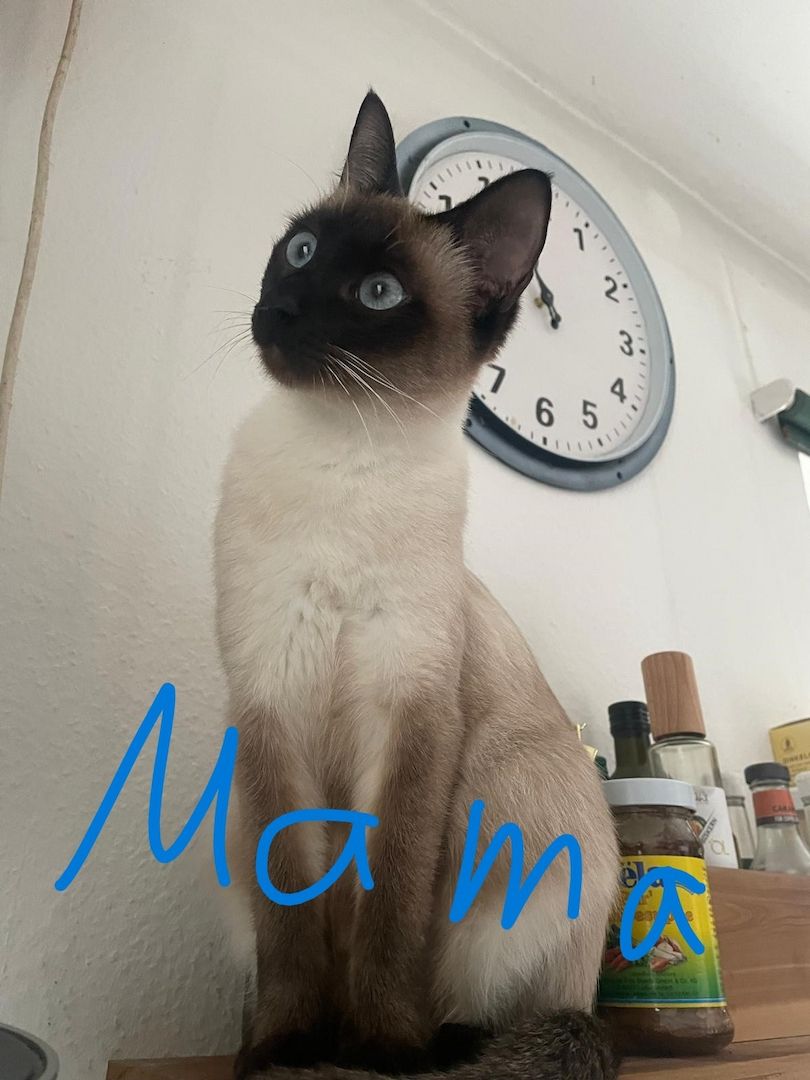 Süße Siams - Kitten mit 5 Monaten abzugeben