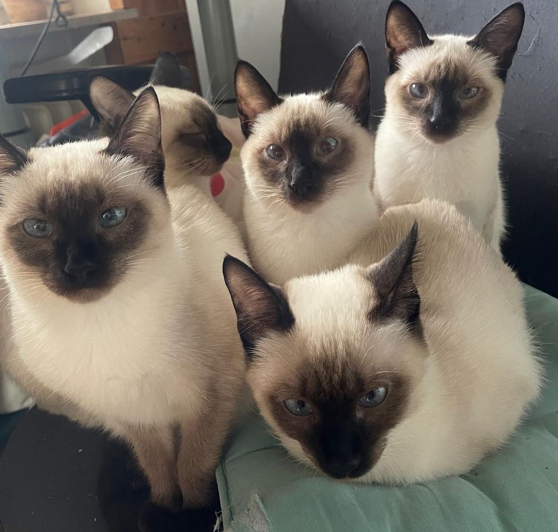 Süße Siams - Kitten mit 5 Monaten abzugeben