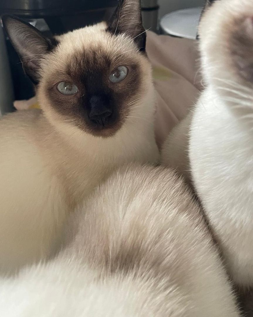 Süße Siams - Kitten mit 5 Monaten abzugeben