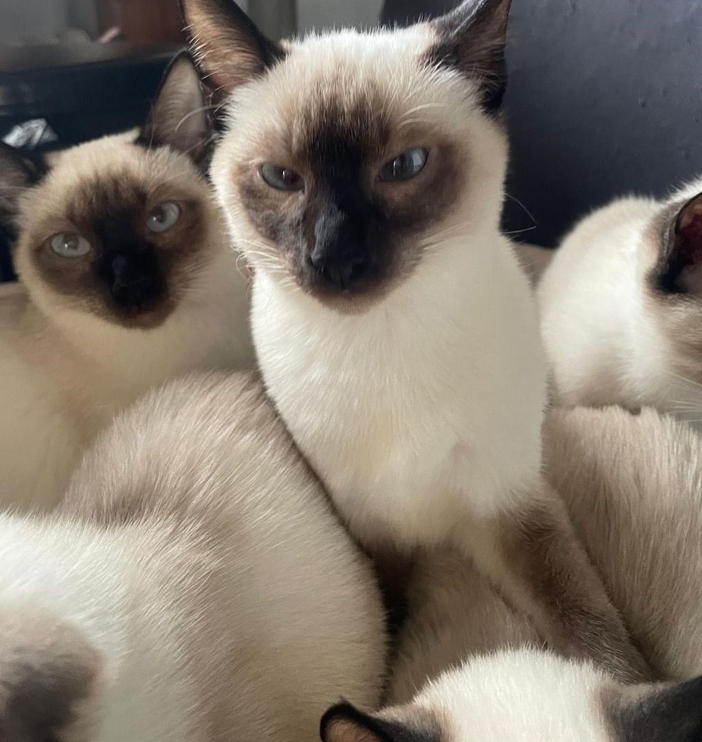 Süße Siams - Kitten mit 5 Monaten abzugeben