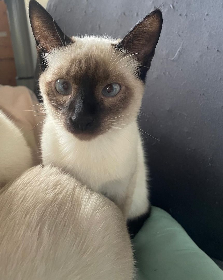 Süße Siams - Kitten mit 5 Monaten abzugeben