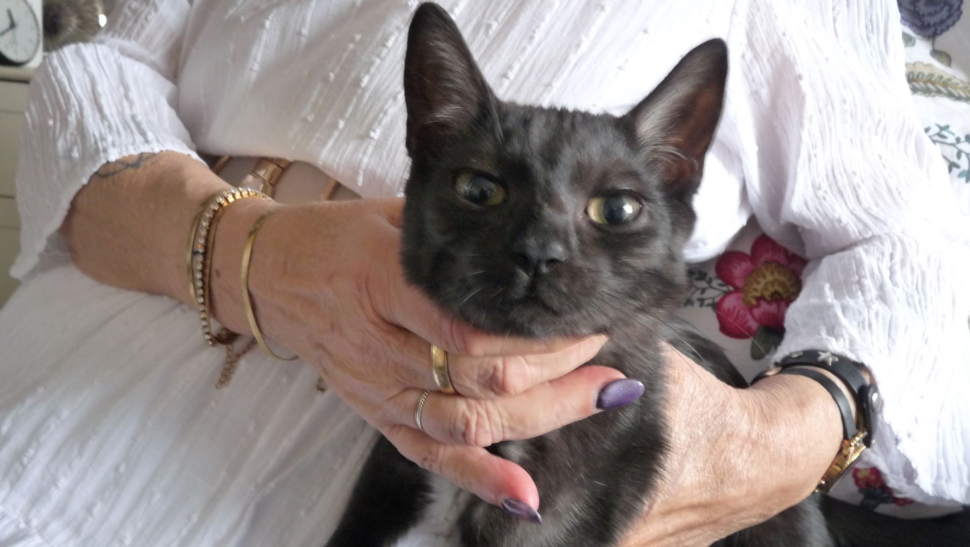 Schwarzes Katerchen zu verkaufen