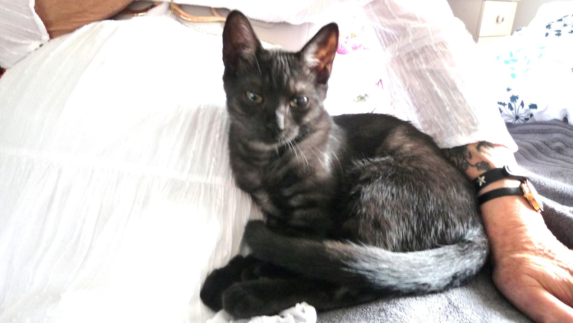 Schwarzes Katerchen zu verkaufen