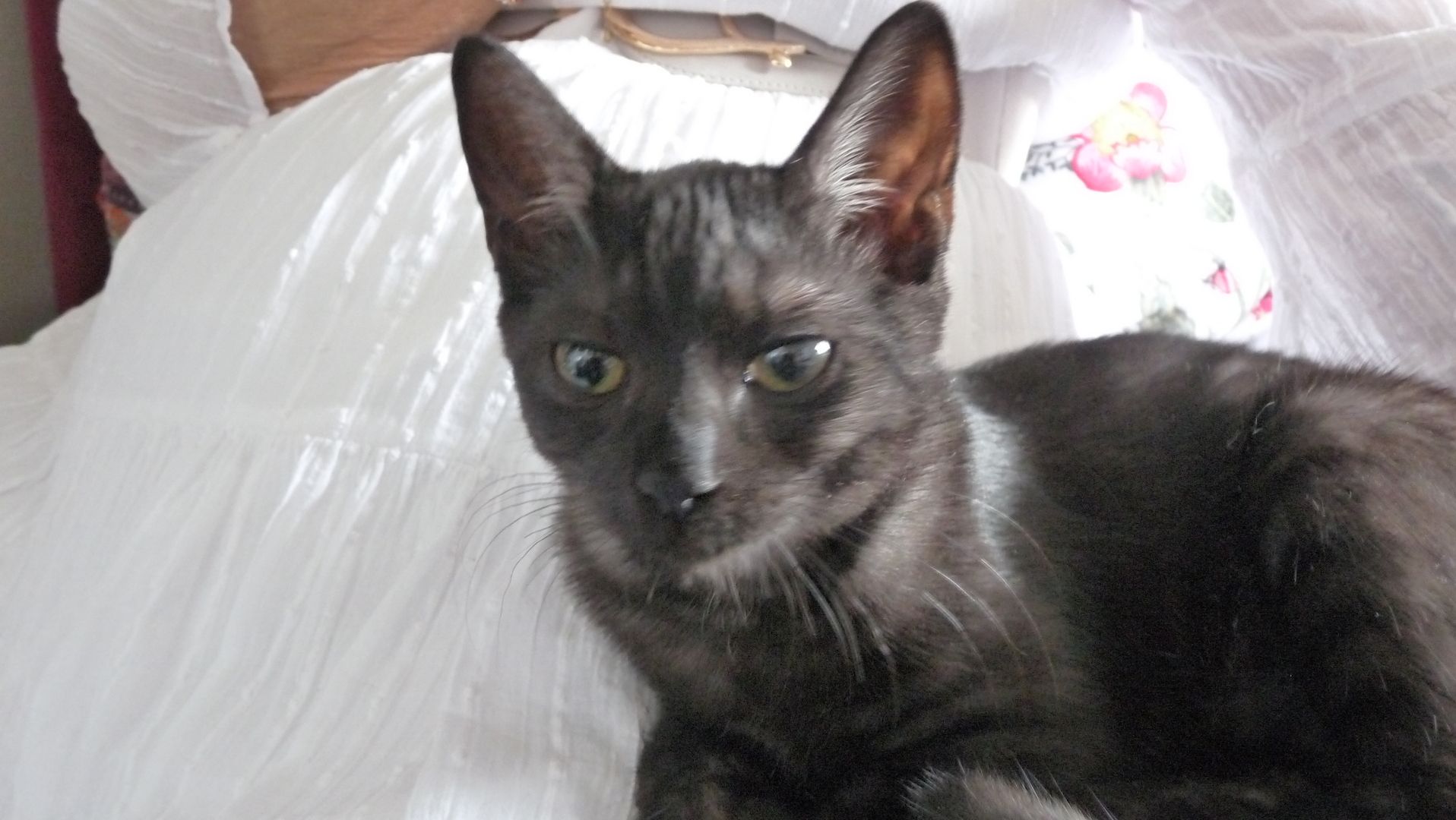 Schwarzes Katerchen zu verkaufen