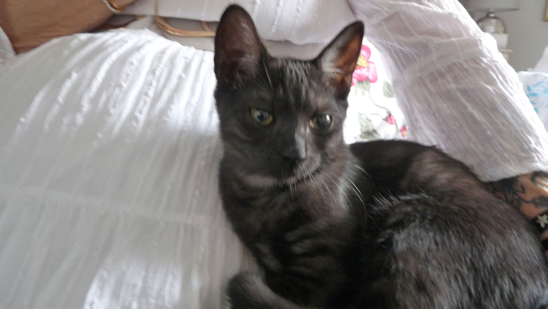 Schwarzes Katerchen zu verkaufen